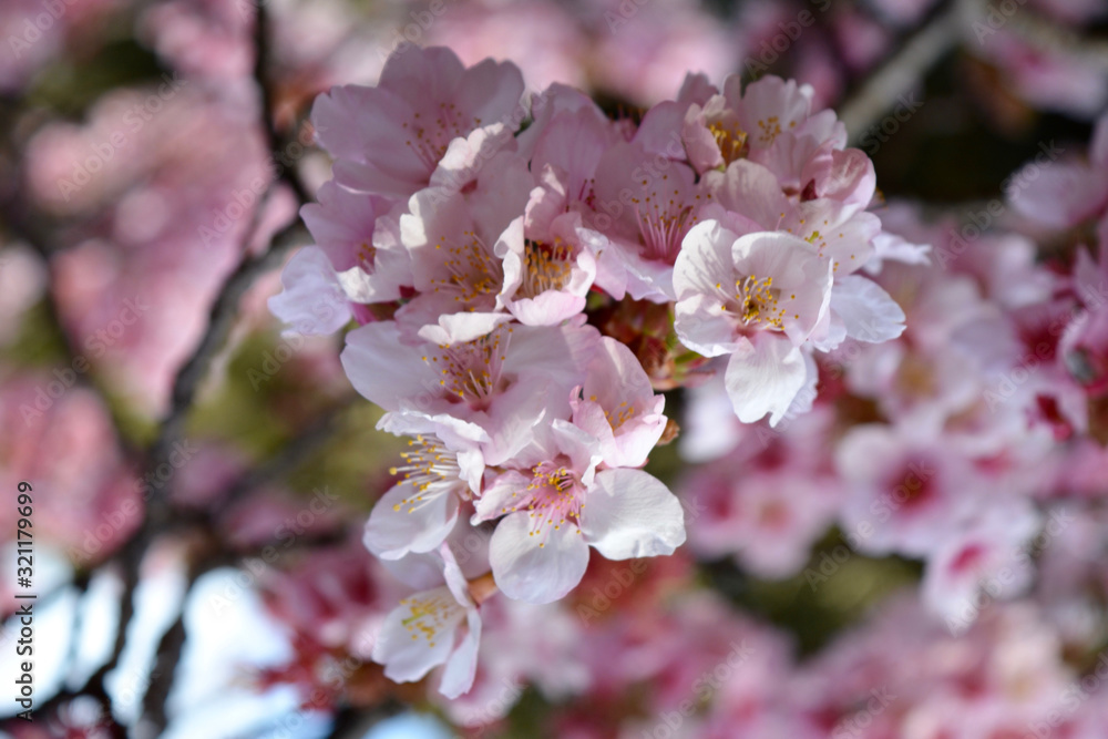 Valentine Love Spring Flower Heart Tree Blossom Tokyo Narita in Japan - HND - NRT - OKA - CTS Valentine Love Spring Flower Heart Tree Blossom Tokyo Narita in Japan - HND - NRT - OKA - CTS