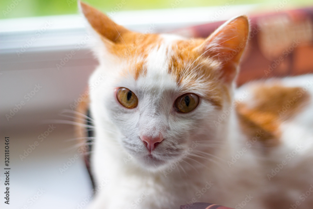 Portrait of a young white-red kitty