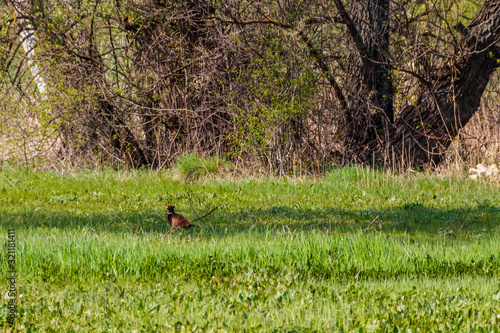 Pheasant in green grass on a meadow