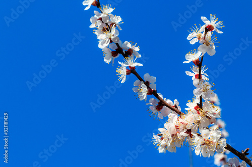 Blossom of apricot tree against blue sky