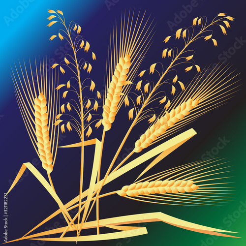 spikelets of wheat, oats, rye on a dark background. vector illustration. EPS 10.