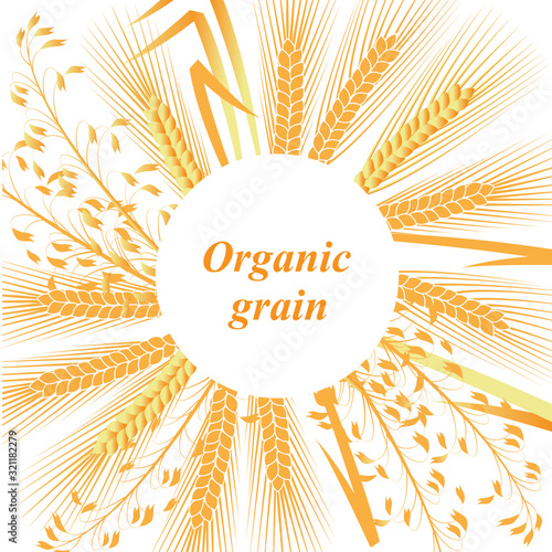 ears of wheat, rye and oats on a white background, in the center of the circle with the inscription.  vector illustration. EPS 10.
