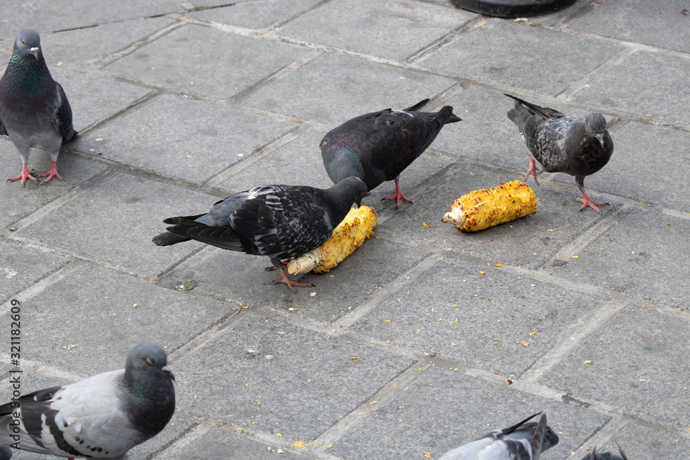 Fototapeta premium Pigeons eating corn grains. And s close-up on the stone paving.