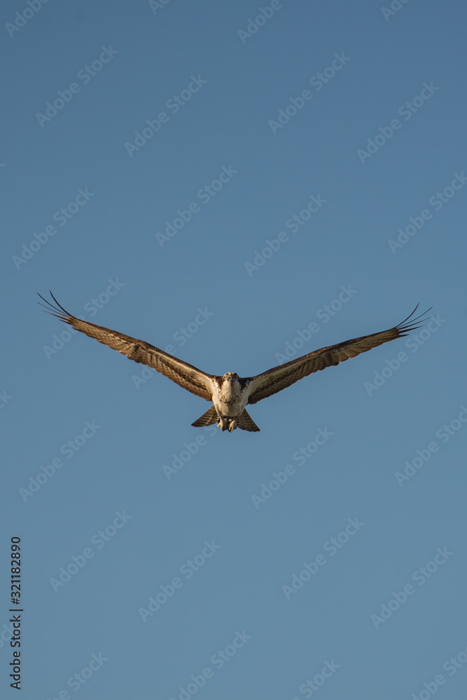 Close up of a Mexican Falcon / Hawk flying in the sky, open wings Close up of a Mexican Falcon / Hawk flying in the sky, open wings