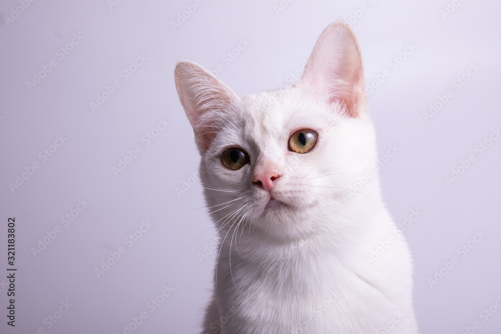 burmilla cat on white background