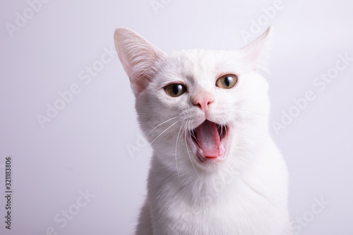 burmilla cat on white background