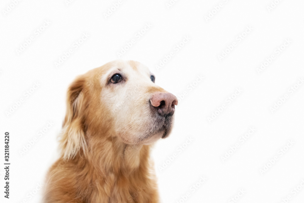 portrait of golden retriever on white background