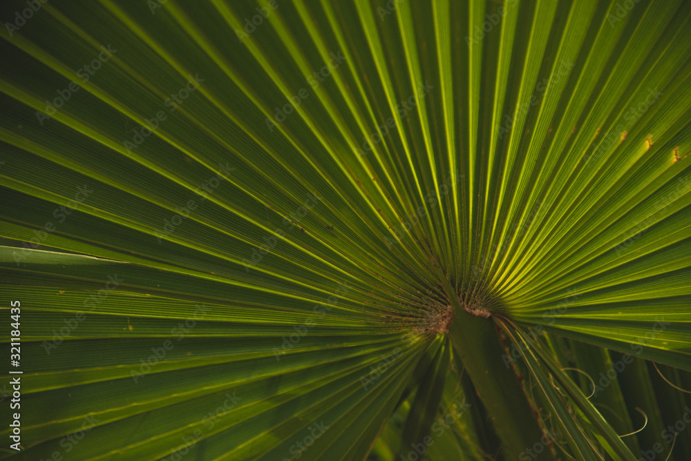 Obraz premium Interesting Macro Close up Photography of Palm Leaf Texture