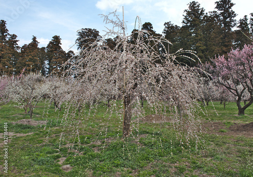 Japanese plum (Ume) blossom from mito plum Festival (Ume Matsuri) at Moto Kairakuen Garden, Ibaraki, Japan. photo