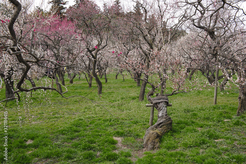 Japanese plum (Ume) blossom from Mito plum Festival at Mito Kairakuen Garden, Ibaraki, Japan. photo