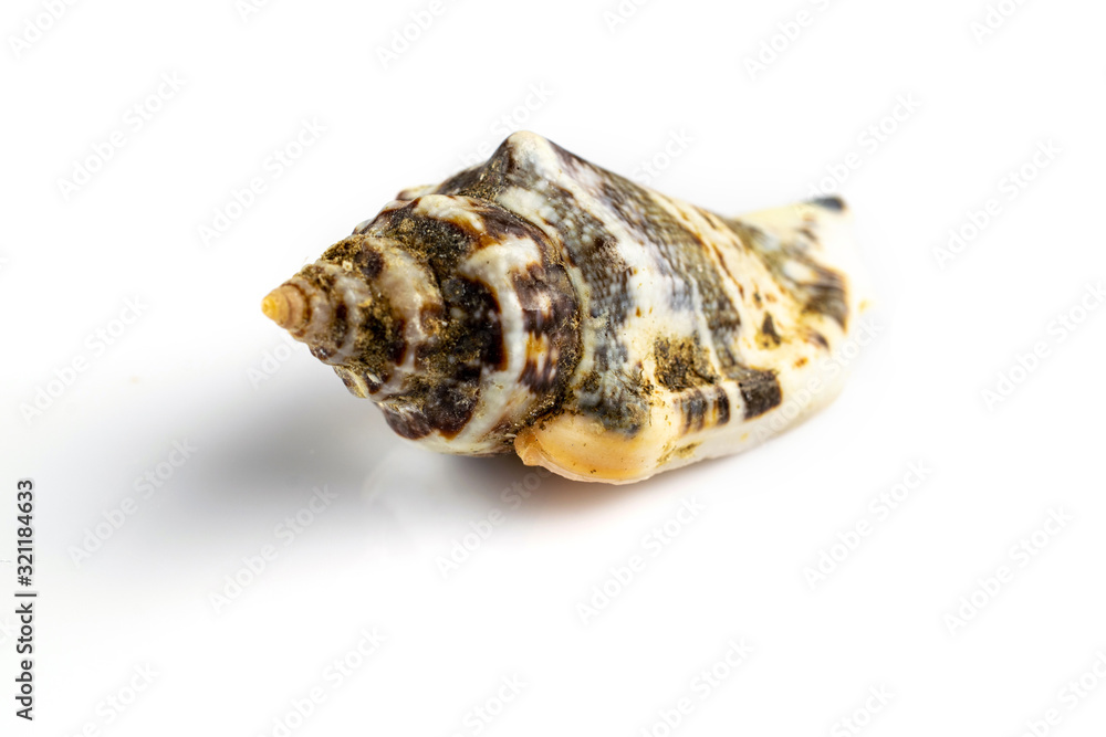 Summer holidays background. Trendy natural organic color seashell on white backdrop. Summer is coming concept. Soft focus