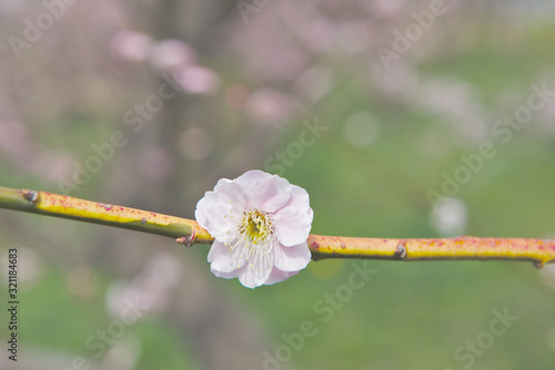 Japanese Plum (Ume) blossoms from Mito Plum Festival at Mito Kairakuen Garden, Ibaraki, Japan. photo