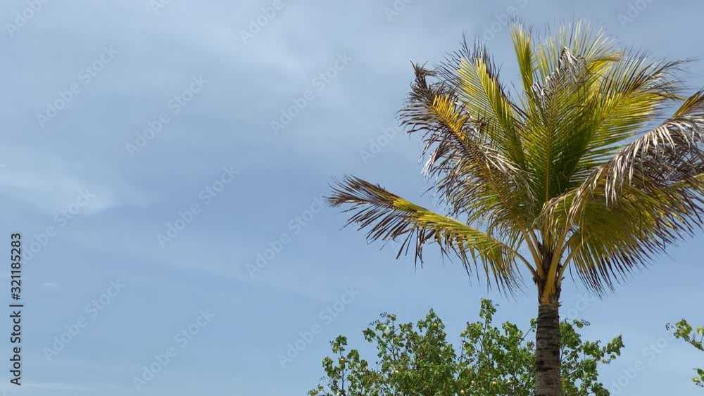 Looking up the Palm Tree, at Bali Island Looking up the Palm Tree, at Bali Island