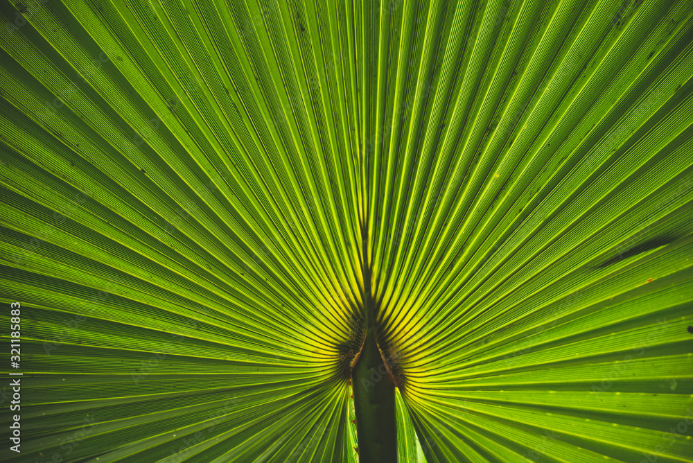 Interesting Macro Close up Photography of Palm Leaf Texture Interesting Macro Close up Photography of Palm Leaf Texture