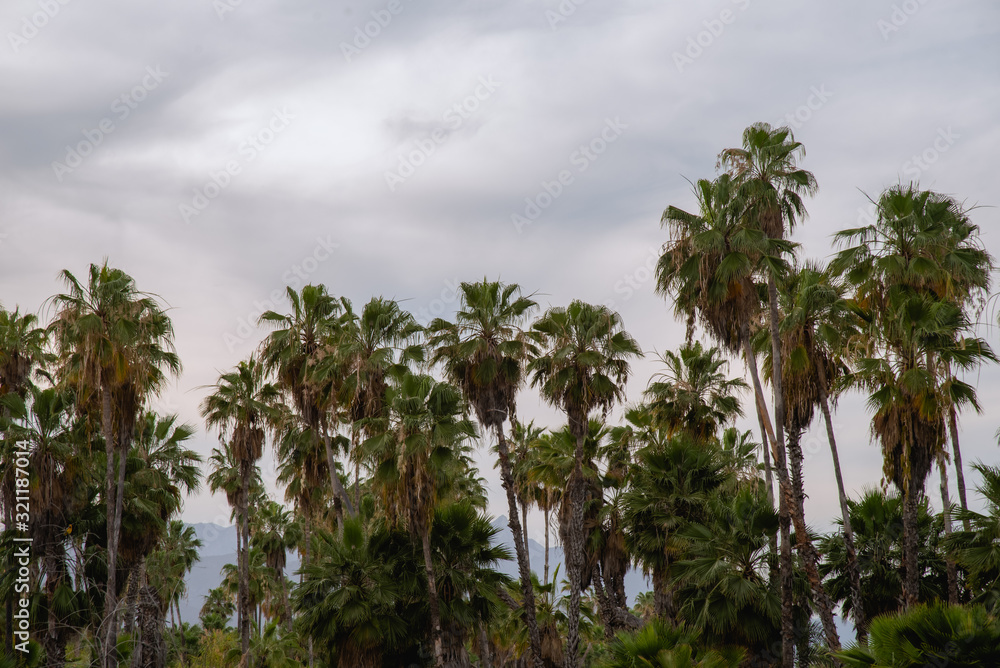 Obraz premium Palm trees in a sunny day at Los Cabos, Mexico