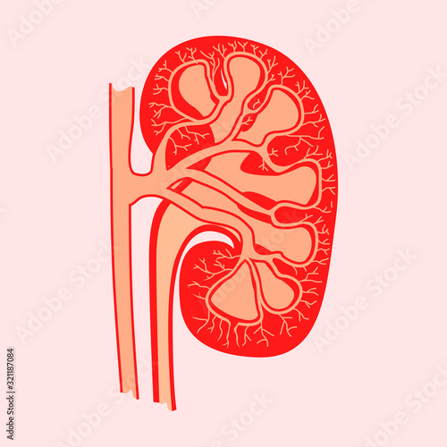 detailed cut out  kidney flat style vector illustration