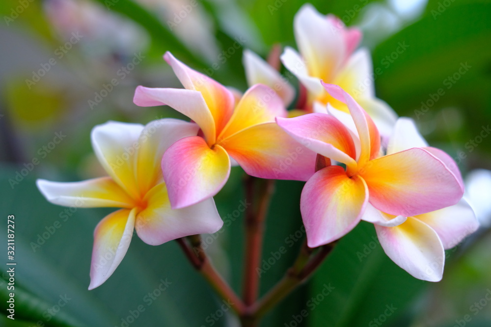 Plumeria flower pink and white tropical flower, frangipani flower Plumeria flower pink and white tropical flower, frangipani flower