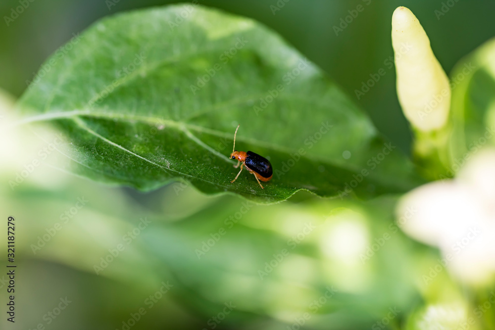 Close-up an Insects that come and ripen on a leaf of chili pepper Close-up an Insects that come and ripen on a leaf of chili pepper