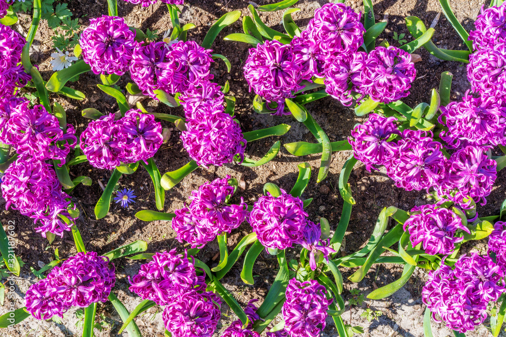 Purple hyacinths and blue anemones on a sunny spring day. Hyacinths and anemones bloom in the natural environment. Purple hyacinths and blue anemones on a sunny spring day. Hyacinths and anemones bloom in the natural environment.
