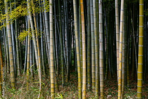 冬の季節の竹林