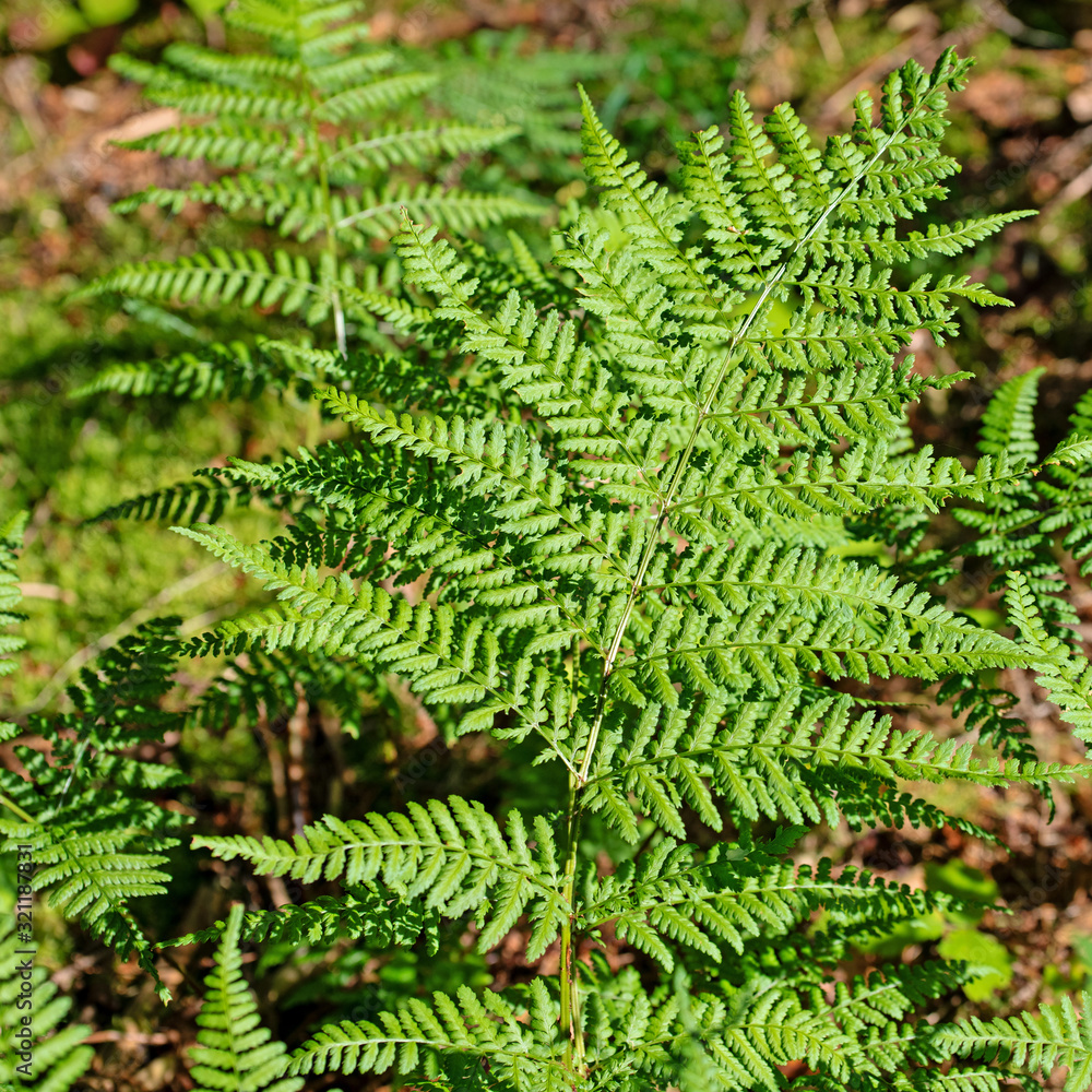 Wald-Frauenfarn,Athyrium filix-femina,im Sommer Wald-Frauenfarn,Athyrium filix-femina,im Sommer