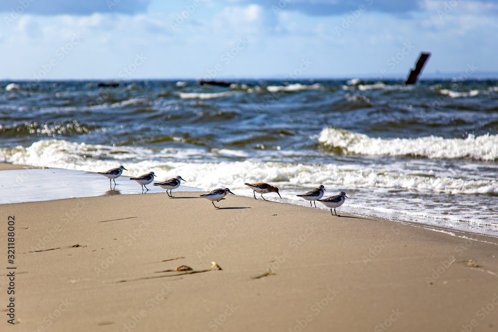 stado ptaków nad brzegiem morza w słoneczny dzień
