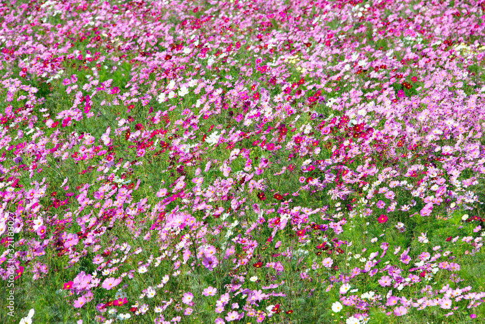 full blooming of pink cosmos
