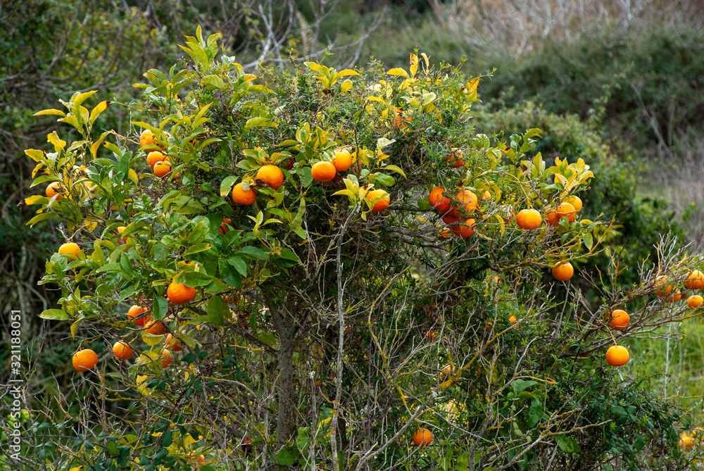 Reife Orangen am Baum in einer Plantage auf spanischen Insel Mallorca