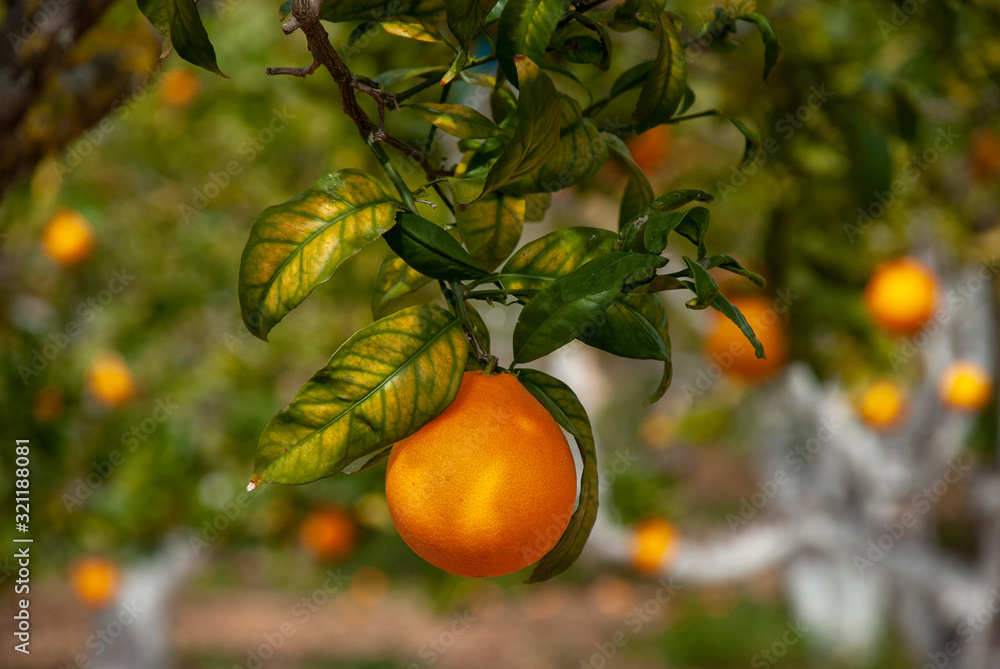 Reife Orangen am Baum in einer Plantage auf spanischen Insel Mallorca