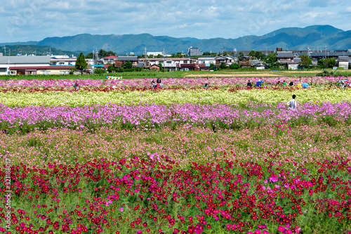 Full blooming of colorful cosmos