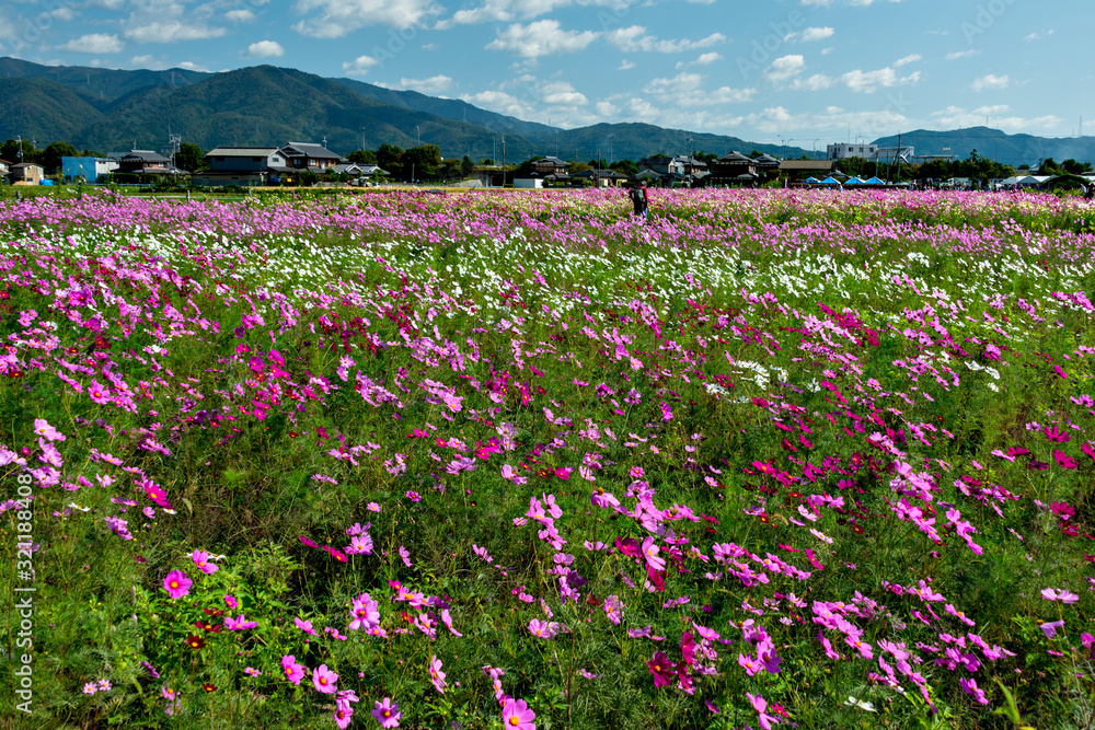 Full blooming of colorful cosmos