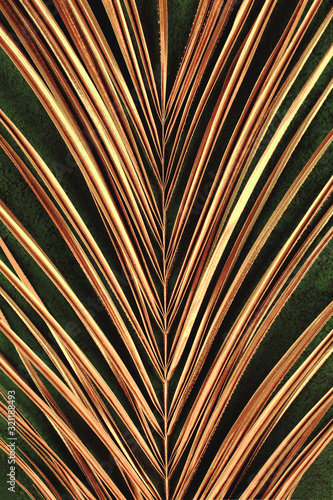 Closeup of golden palm leaf on abstract dark green textured background. Tropical conceptual luxury elegant trendy art deco summer background. Flat lay. Symmetric composition