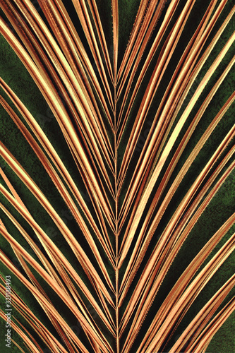 Closeup of golden palm leaf on abstract dark green textured background. Tropi...