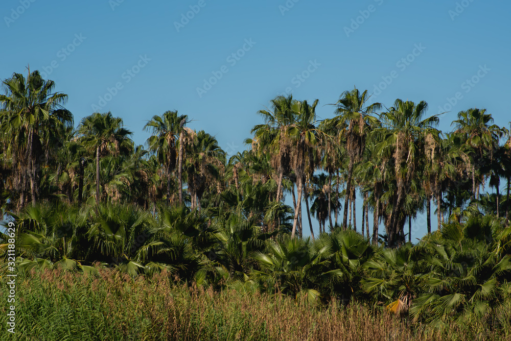 Saint Joseph of the Cape is the seat of Los Cabos Municipality, it's located at the end of the Baja California peninsula Saint Joseph of the Cape is the seat of Los Cabos Municipality, it's located at the end of the Baja California peninsula
