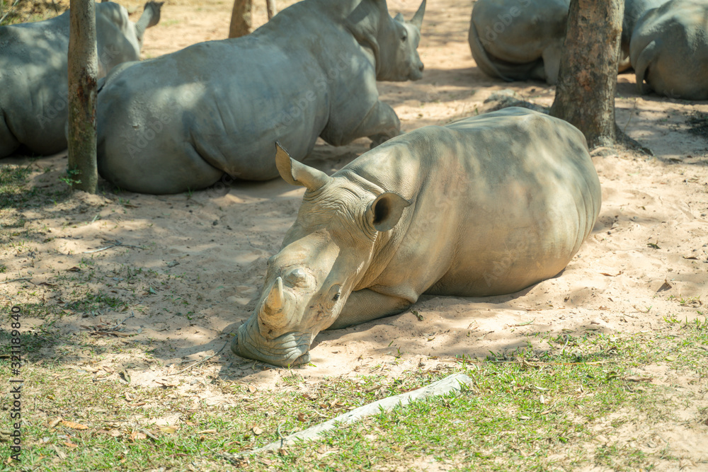 Group of Rhino living in Phu Quoc Safari zoo in Vietnam Group of Rhino living in Phu Quoc Safari zoo in Vietnam