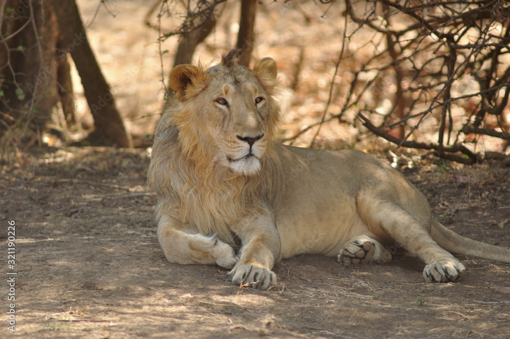 Male Asiatic lion, Panthera leo persica. The only place in the wild where this species is found is in the Gir Forest of Gujarat, India. Male Asiatic lion, Panthera leo persica. The only place in the wild where this species is found is in the Gir Forest of Gujarat, India.
