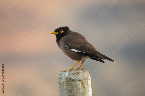 Indian Myna, Acridotheres tristis or common Mynah