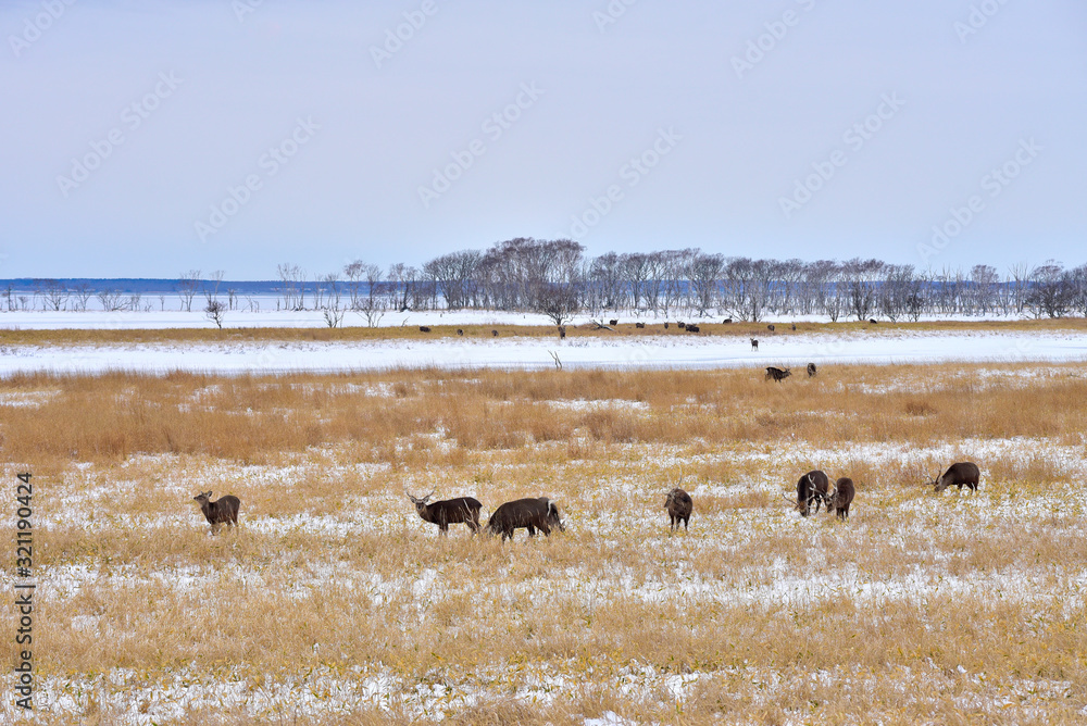 School of Sika deer on Notsuke Peninsula School of Sika deer on Notsuke Peninsula