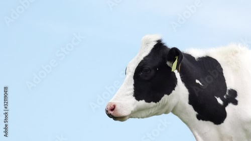 Head from black white cow in front of blue sky