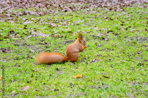 Red squirrel with a nut in its paws. Background for wild animals. Rodents. © Pavlo