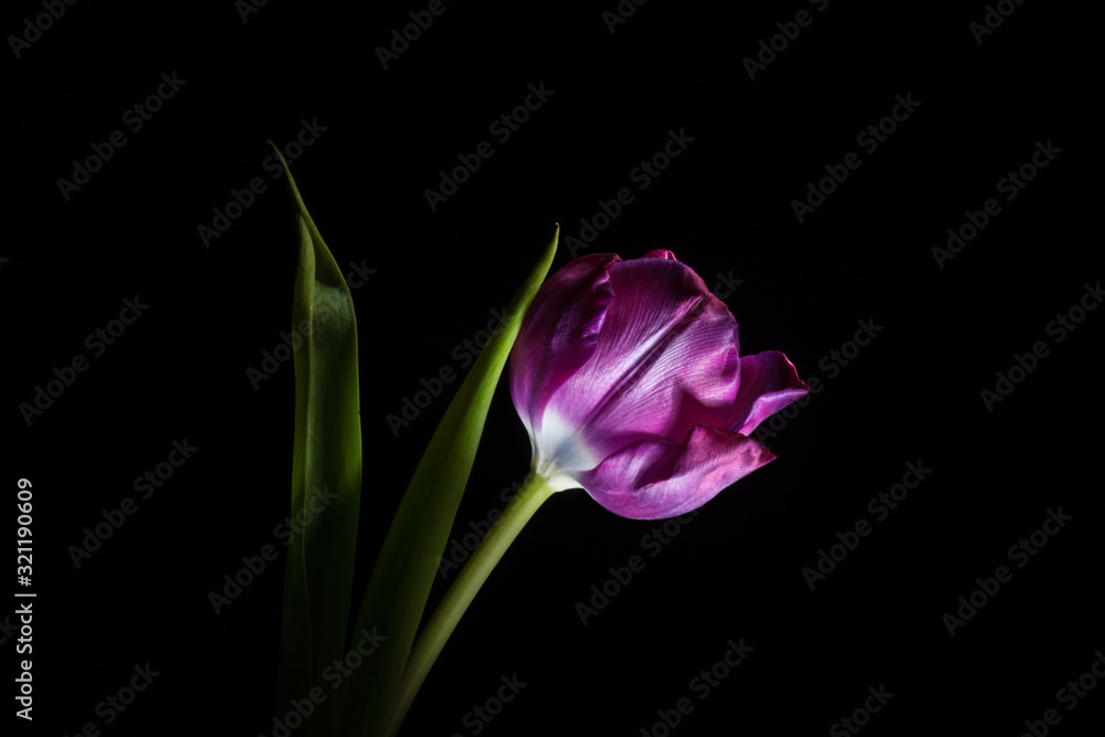 Sexy Purple Tulip On Black Sexy Purple Tulip On Black
