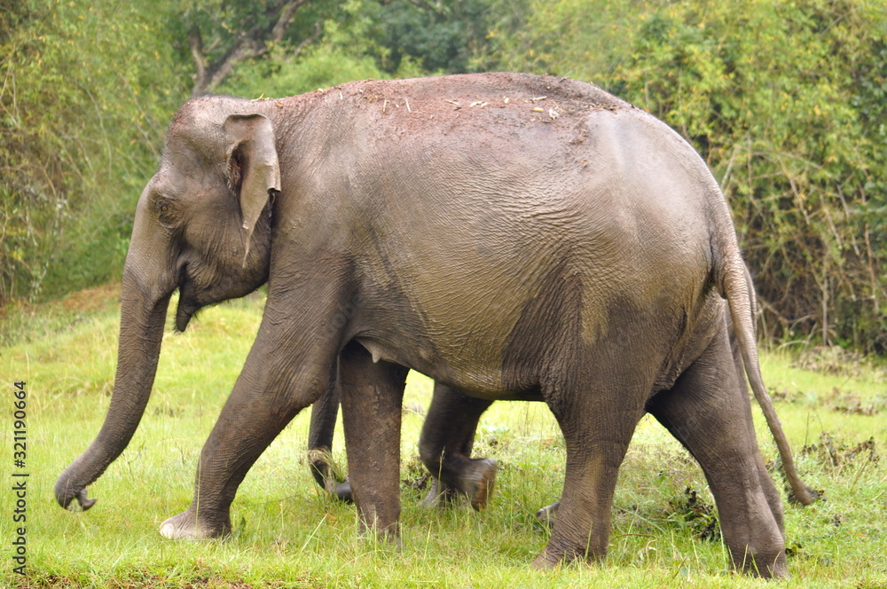 Fototapeta premium Mother and baby elephant, Elephas maximus maximus