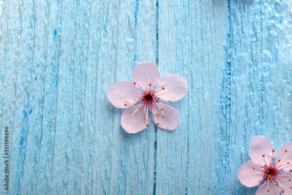 pink sakura flower over wood background pink sakura flower over wood background