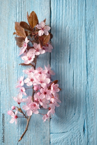 pink sakura flower over wood background