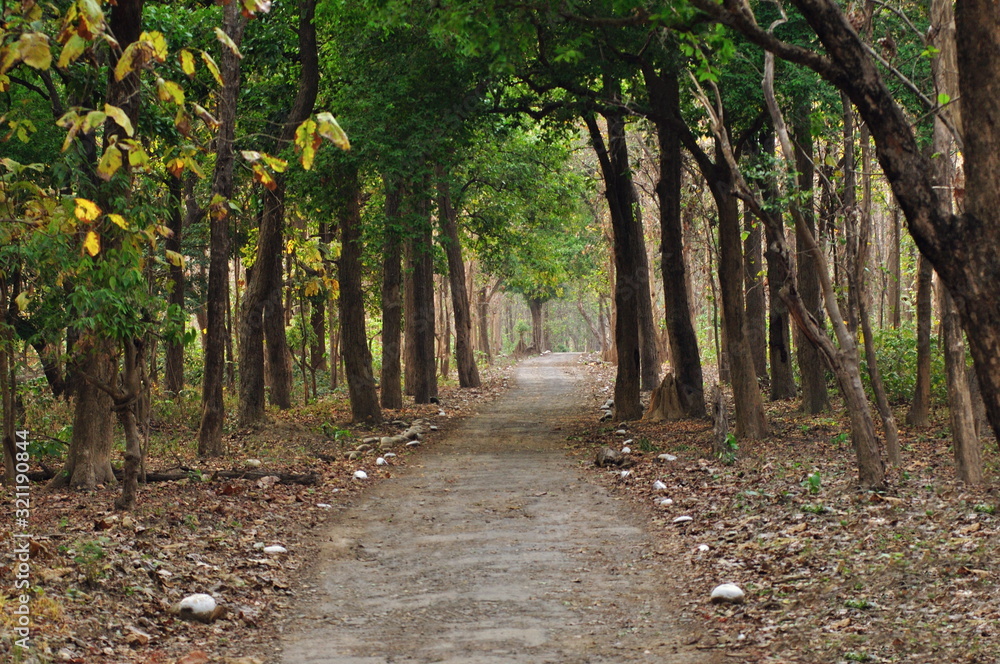 Road in jungle