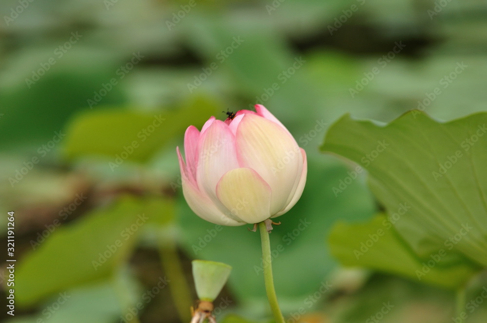 Lotus, Nelumbo nucifera, known by a number of names including Indian Lotus, Sacred Lotus, Bean of India, or simply Lotus, is a plant in the monotypic family Nelumbonaceae.