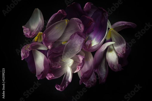 Abstract Tulip Petals on Black Velvet