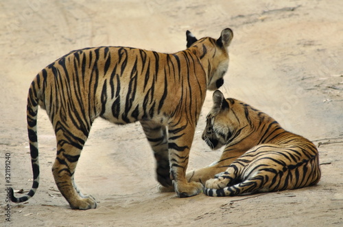 Tiger cubs in Bandhavgadh National park. The Bengal tiger (Panthera tigris tigris) lives in India © RealityImages