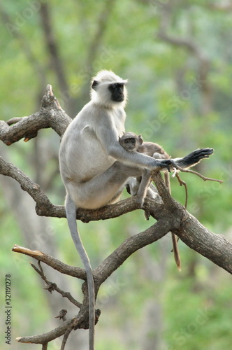 Gray langurs or Hanuman langurs, Bandhavgadh national park, Madhya Pradesh, India