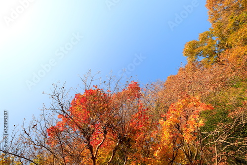 한국의 아름다운 가을 단풍